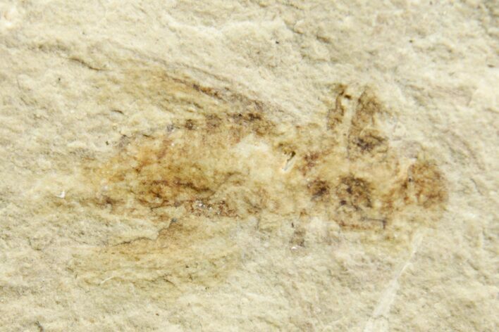 Eocene Fossil Cricket (Orthoptera) - Green River Formation #368748